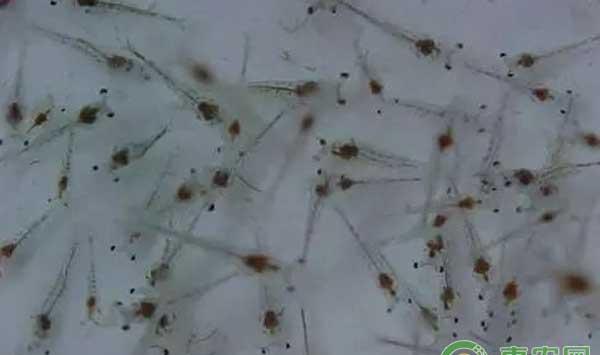 冬棚白虾放苗前养殖户要准备什么？