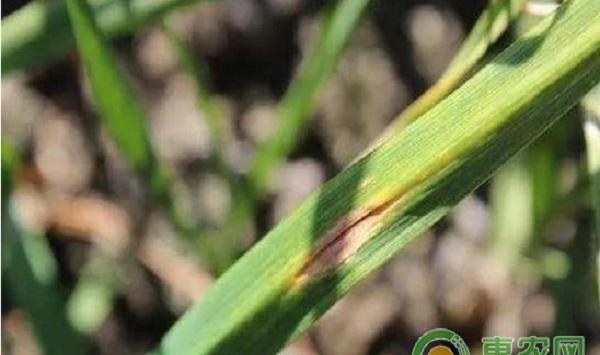 秋大蒜有哪些常见病害？秋大蒜常见病害及其防治方法