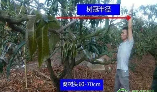多效唑在芒果控梢上的科学应用技术