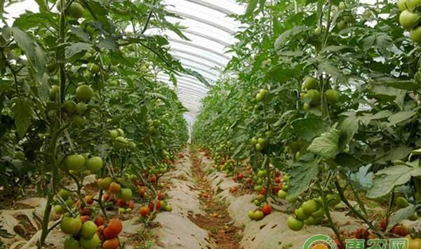 蔬菜如何在低温季节加强管理防止冻害？