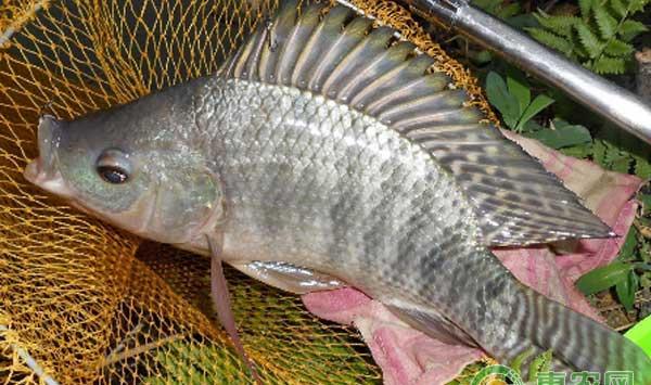 冬季水产养殖要加强管理与疾病防治工作