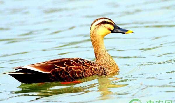  养鸭干货：鸭肌胃糜烂症的成因和症状及防治手段