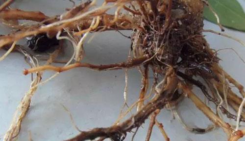 果树烂根解决方案