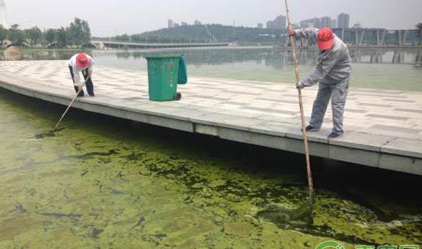 龙虾池青苔管理措施