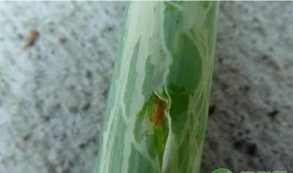 香葱有哪些常见虫害？香葱常见虫害及其防治措施