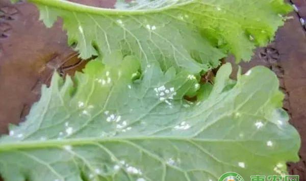 大白菜有哪些常见病害？大白菜常见病害及其防治方法