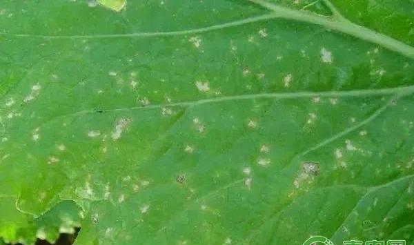 大白菜有哪些常见病害？大白菜常见病害及其防治方法
