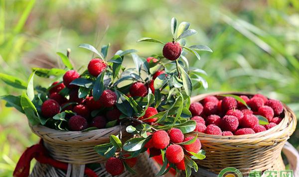 杨梅老树提高产量的栽培技术