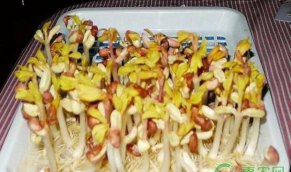 家庭花生芽怎么发？家庭培育花生芽的五个方法