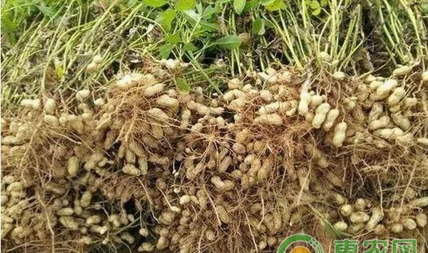 盖膜大蒜—花生一年两熟高效高产栽培模式