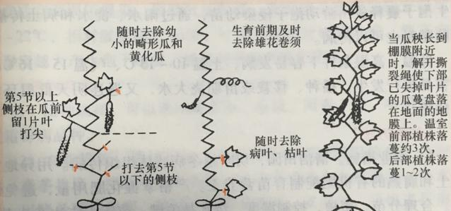 如何提高黄瓜产量？大棚黄瓜高产种植技术