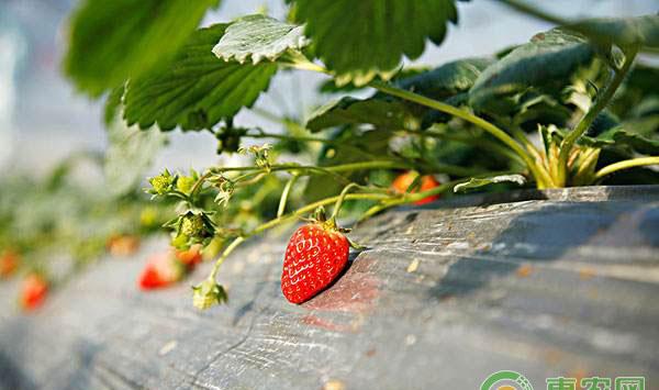 草莓种植连阴天如何管理?