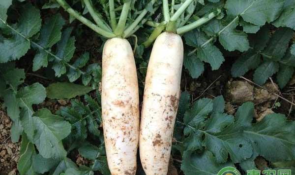 凭啥他家的萝卜能卖高价钱?老农分享萝卜种植经验