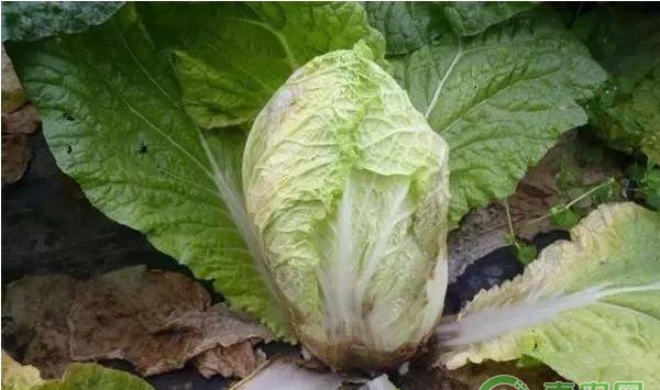 大白菜有哪些常见病害？大白菜常见病害及其防治方法
