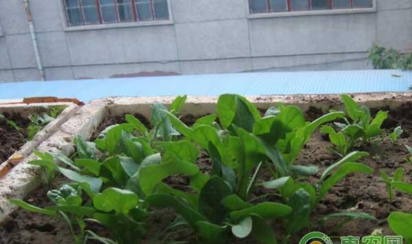 阳台菠菜怎么种?阳台菠菜种植方法及注意事项