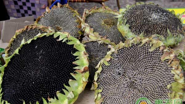 食用向日葵怎么种？食用向日葵高产种植技术