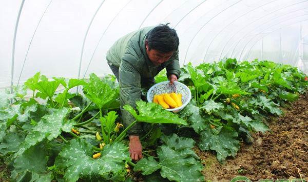 影响大棚菜根系的主要原因