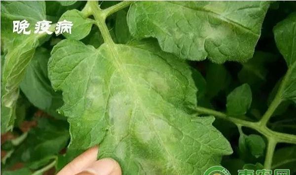 番茄常见病害的识别与区别（附防治措施）