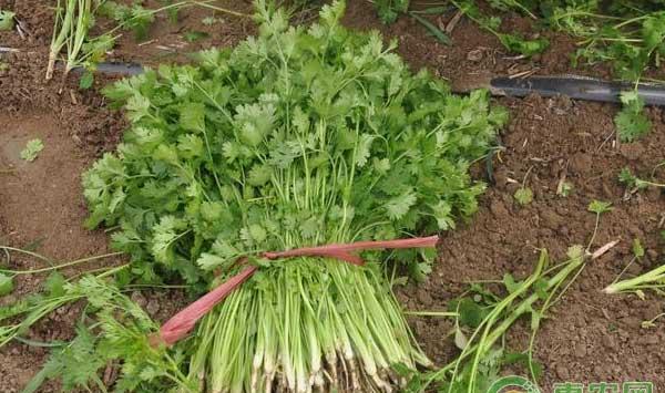 如何防治香菜叶斑病?香菜叶斑病防治技术