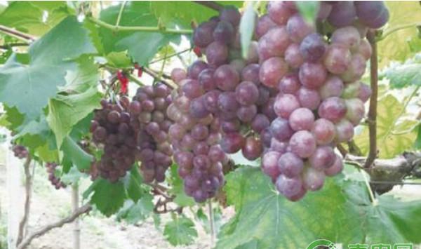 关于阳光玫瑰葡萄常见栽培问题的解析