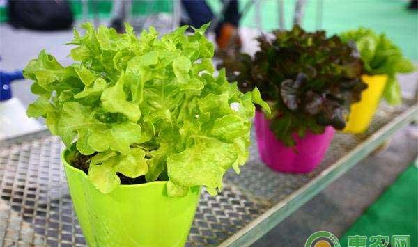 这些蔬菜种植小常识，你一定要知道