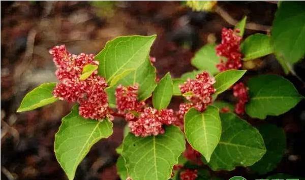 虎杖怎么种植？虎杖高效种植技术
