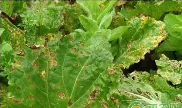 大白菜有哪些常见病害？大白菜常见病害及其防治方法