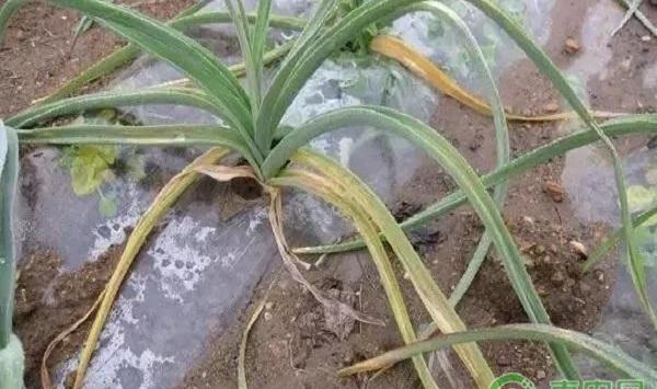 秋大蒜有哪些常见病害？秋大蒜常见病害及其防治方法