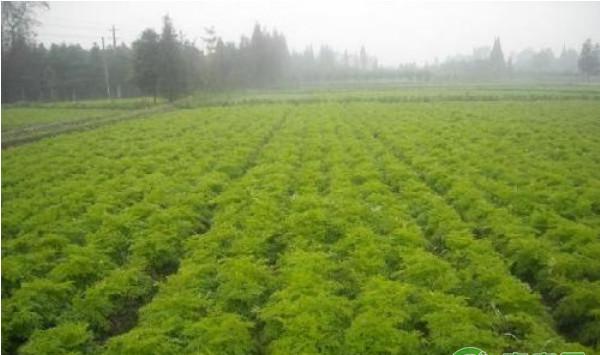 川芎地膜覆盖标准化高产栽培技术要点