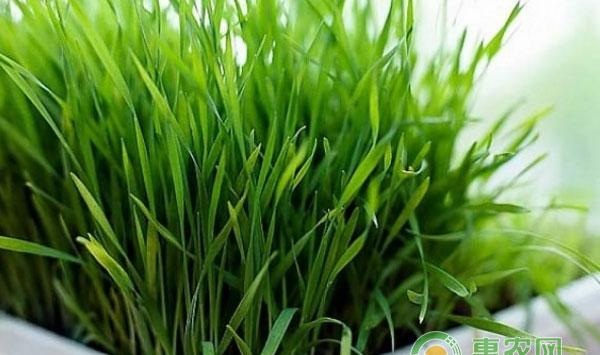 韭菜种植技巧|冬棚韭菜无公害高效栽培技术