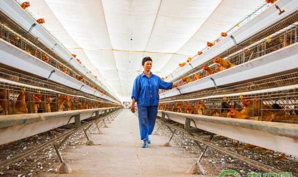流感高发季养殖户要做好哪些准备？
