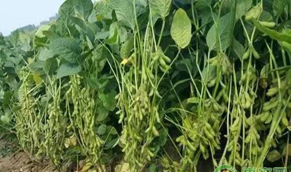 大豆种植技术