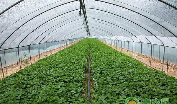 蔬菜病害防治：大棚蔬菜叶霉病防控措施