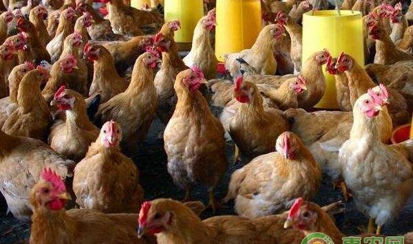 新城疫免疫方案