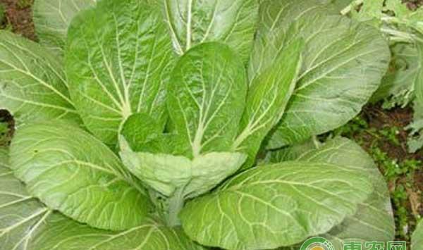 芸薹菜高产栽培技术