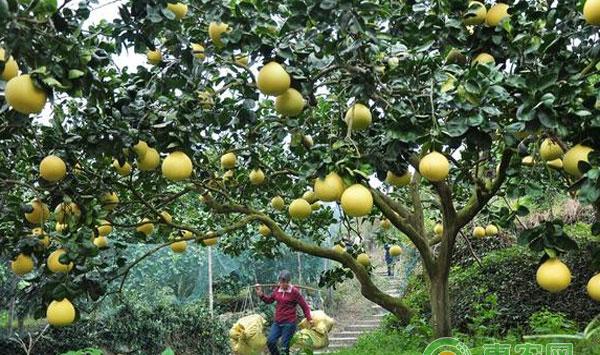 柚子树种植中的常见问题(附解决方案)