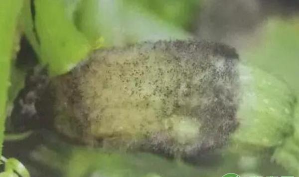  褐腐病 