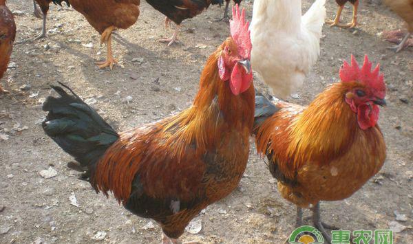 养鸡常见疾病治疗方法及注意事项