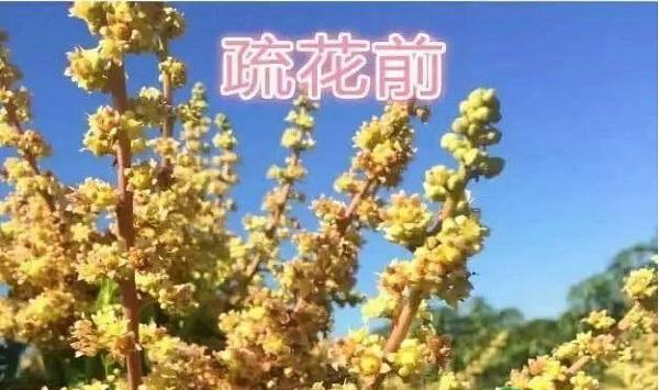 芒果怎么疏花疏果？芒果疏花疏果管理技术要点