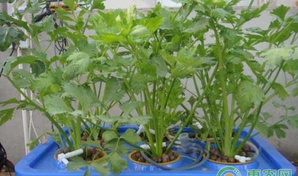 这些蔬菜种植小常识，你一定要知道