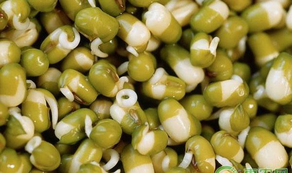 蔬菜种植技巧：蔬菜浸种的方法及注意事项