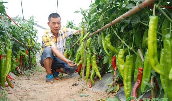 大棚蔬菜种植
