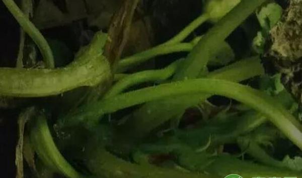  软腐病 