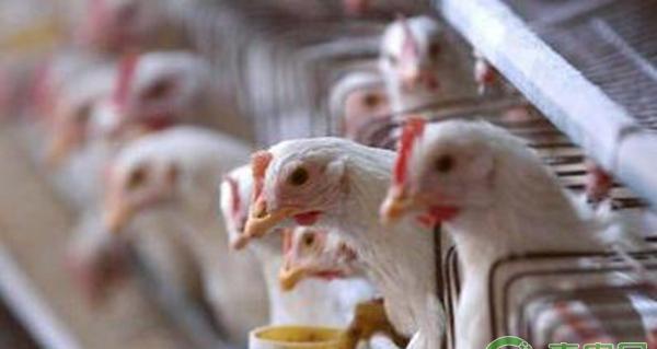 鸡滑液囊支原体感染