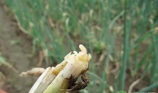 香葱有哪些常见虫害？香葱常见虫害及其防治措施