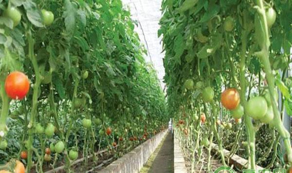 温室西红柿种植技术