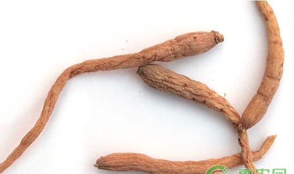 太子参怎么种植？太子参高效丰产种植技术