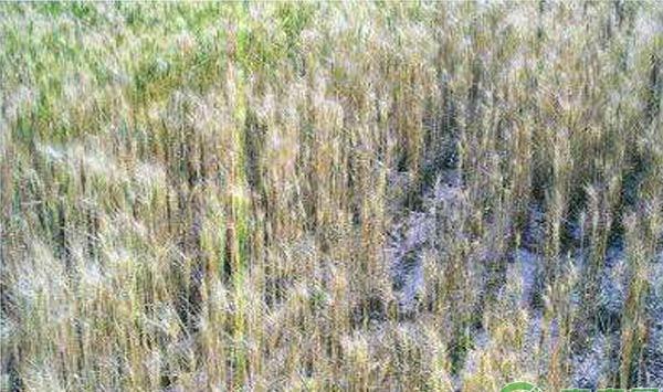 小麦全蚀病的防治措施