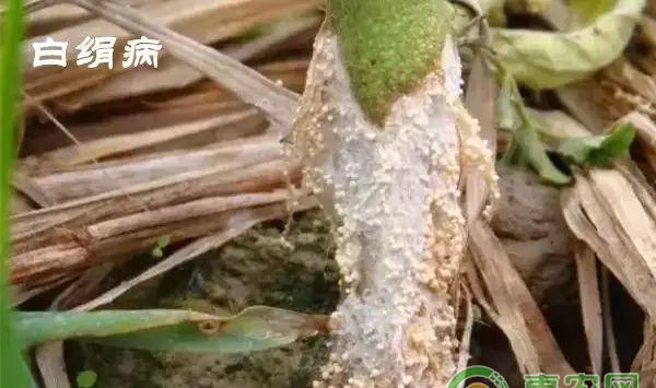 番茄常见病害的识别与区别（附防治措施）