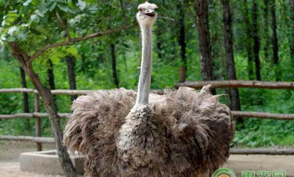 鸵鸟饲养管理方法